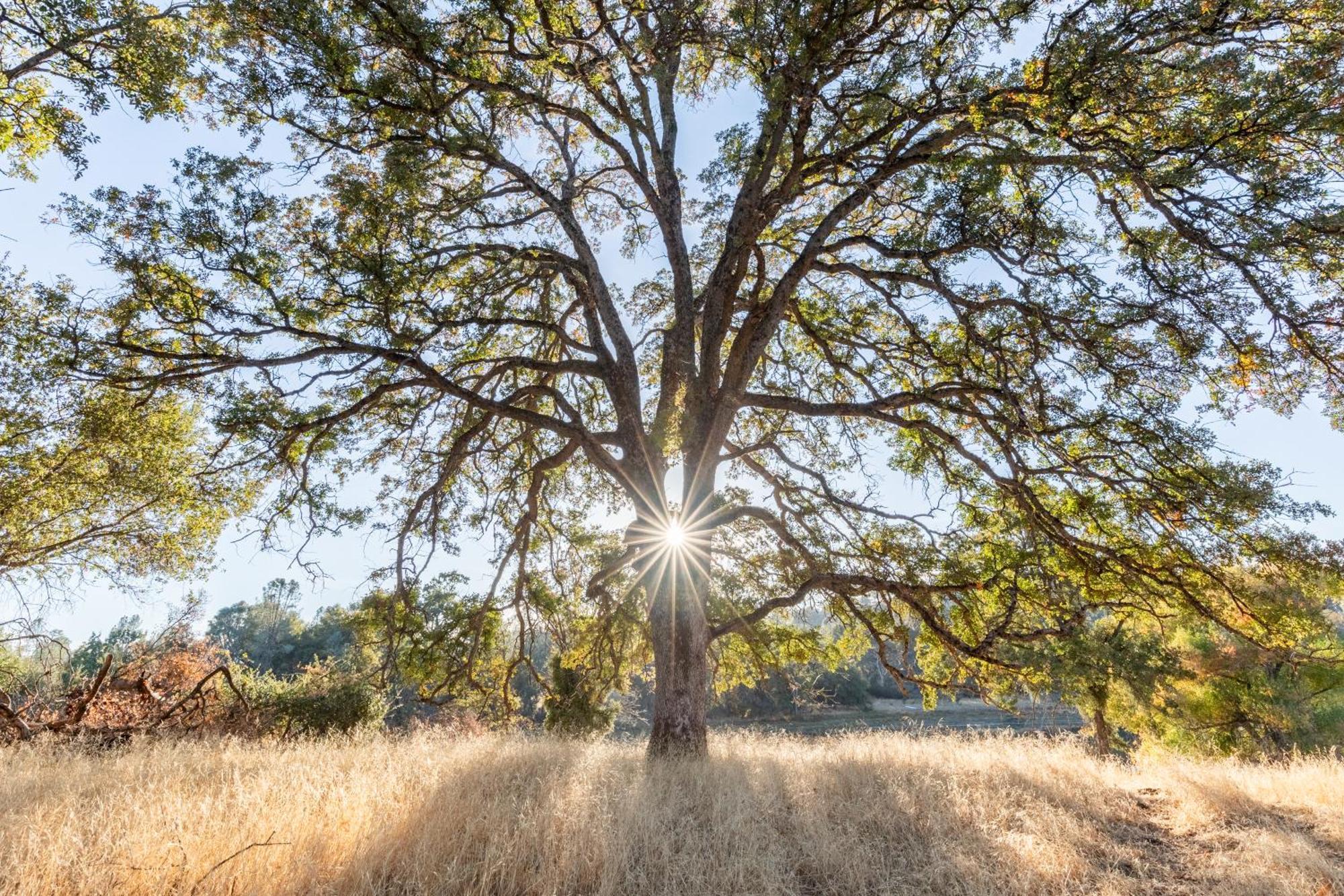 Rolling Oaks Ranch - 200 Acres Of Lakeside Beauty & Countryside Serenity Mariposa Dış mekan fotoğraf