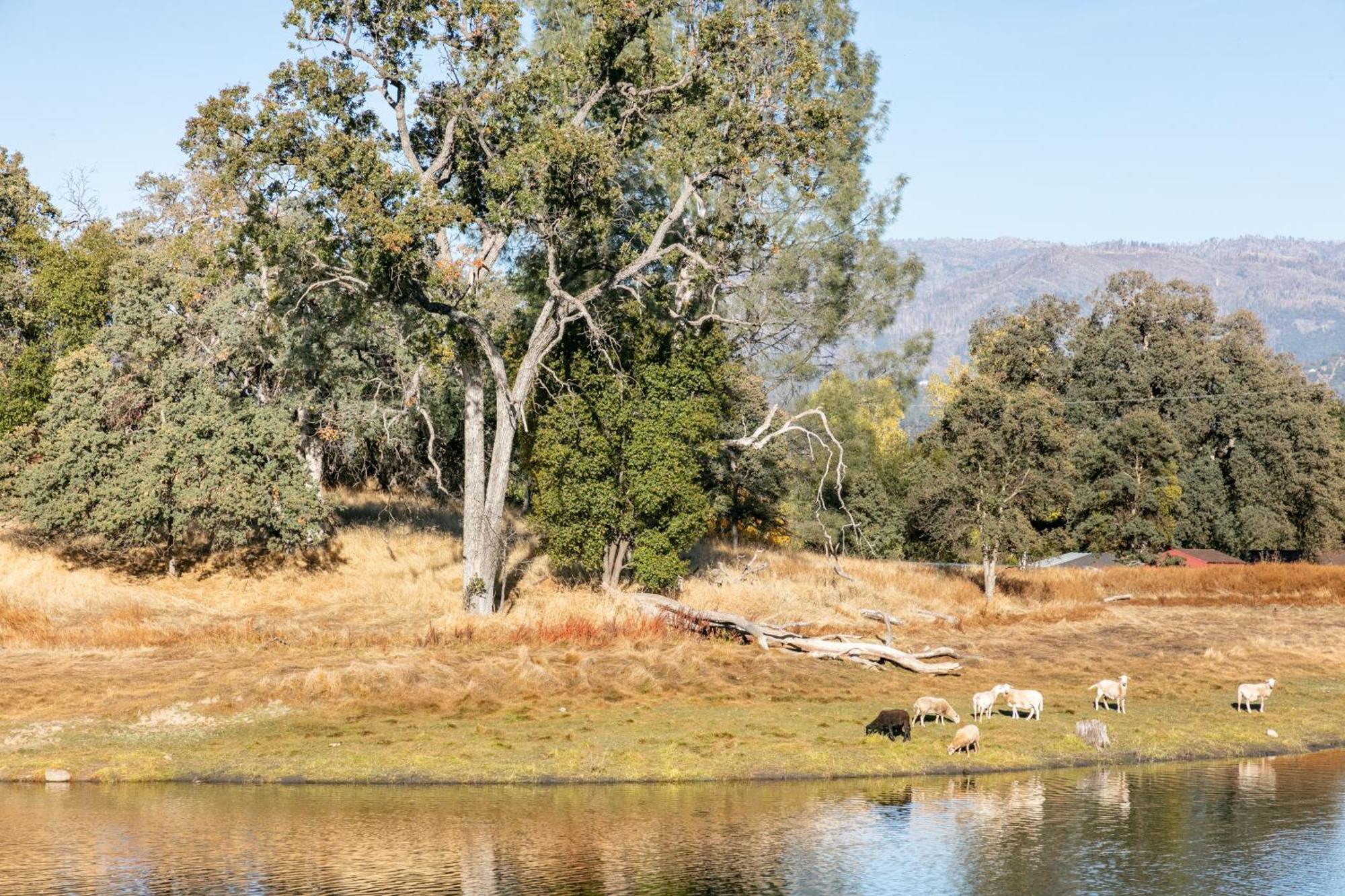 Rolling Oaks Ranch - 200 Acres Of Lakeside Beauty & Countryside Serenity Mariposa Dış mekan fotoğraf