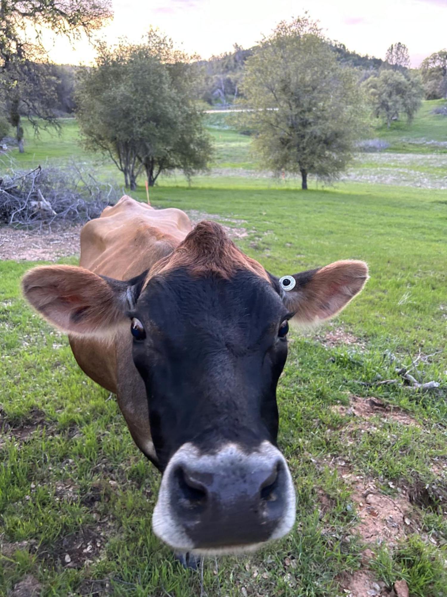 Rolling Oaks Ranch - 200 Acres Of Lakeside Beauty & Countryside Serenity Mariposa Dış mekan fotoğraf